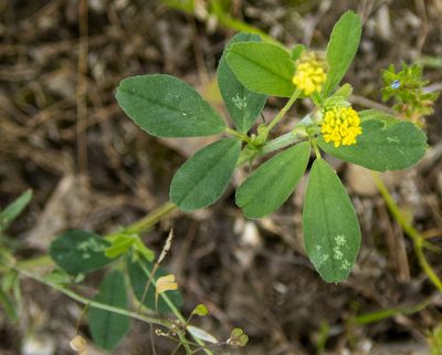 Medicago lupulina, photographed by Randy A Nonenmacher