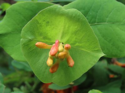 Lonicera ciliosa