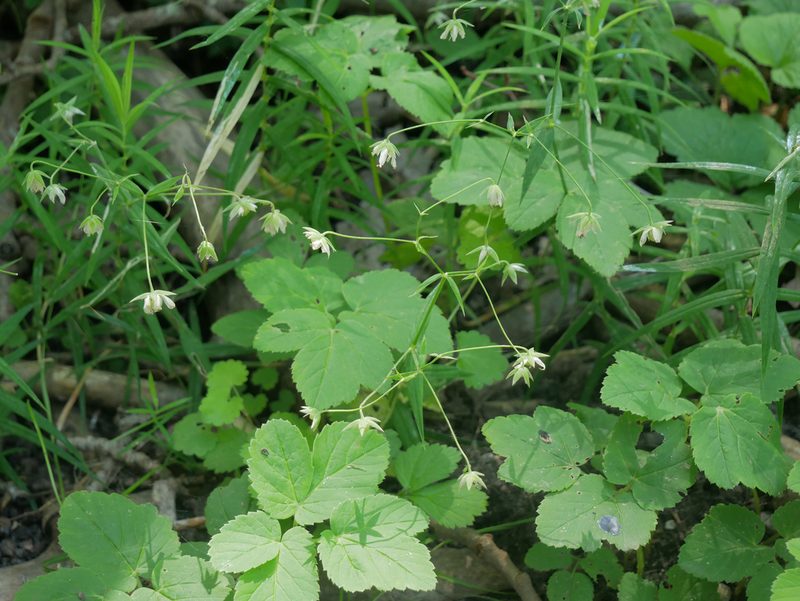 Rabelera holostea, photographed by Christian Kahle