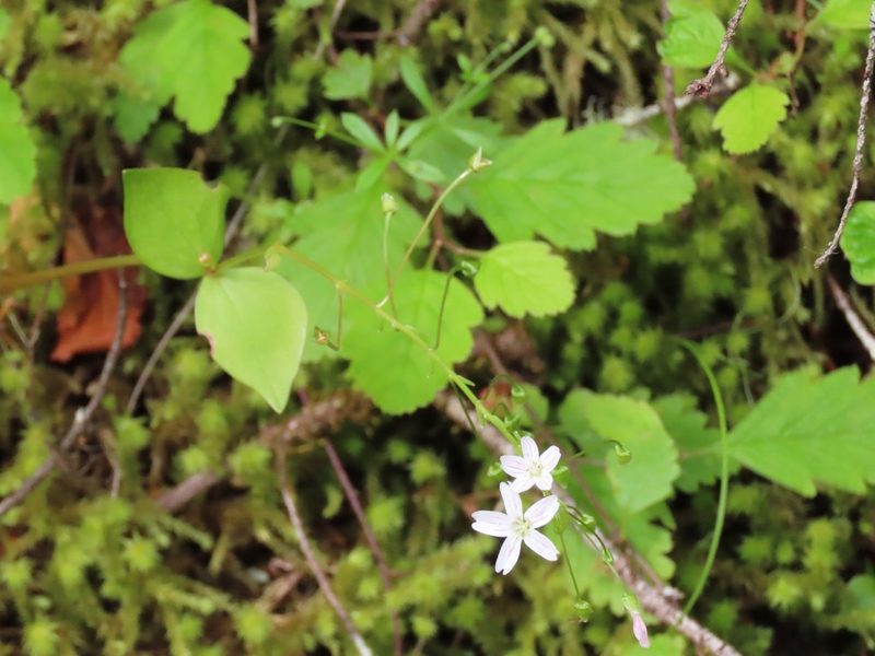 Claytonia sibirica, photographed by Erin Springinotic