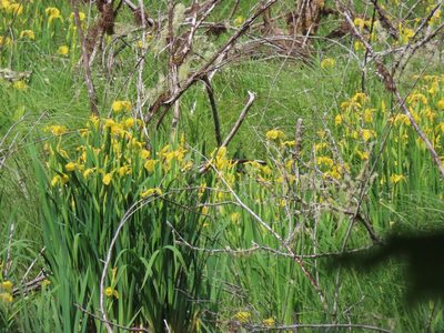 Iris pseudacorus, photographed by Erin Springinotic