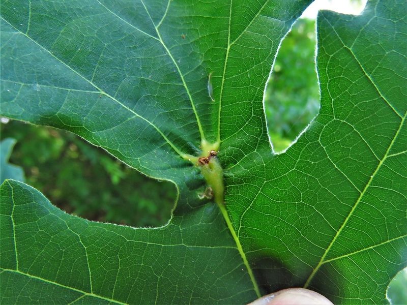 Quercus macrocarpa, photographed by Annika Lindqvist