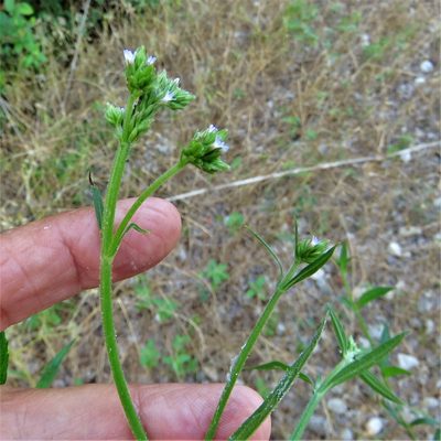 Verbena brasiliensis, photographed by Annika Lindqvist