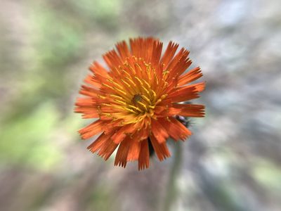 Pilosella aurantiaca, photographed by Jill DeVito, PhD