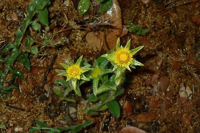 Pallenis spinosa, photographed by Julien Renoult