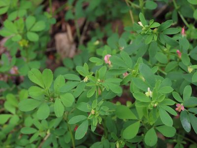 Acmispon parviflorus