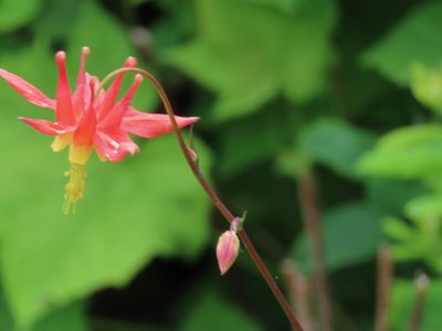 Aquilegia formosa, photographed by Erin Springinotic
