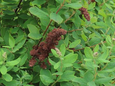 Spiraea douglasii, photographed by Erin Springinotic