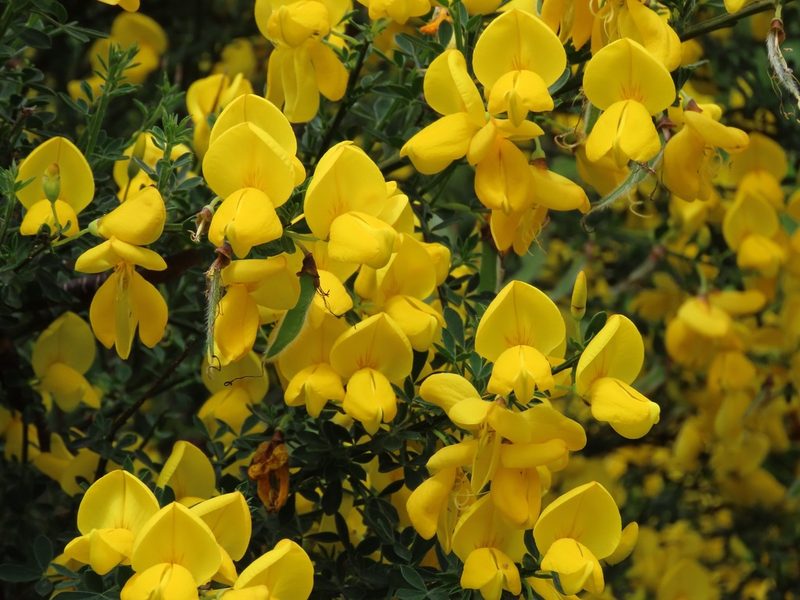 Cytisus scoparius, photographed by Erin Springinotic