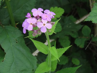 Hesperis matronalis, photographed by Erin Springinotic