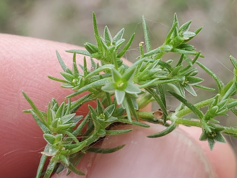 Scleranthus annuus, photographed by Craig Martin