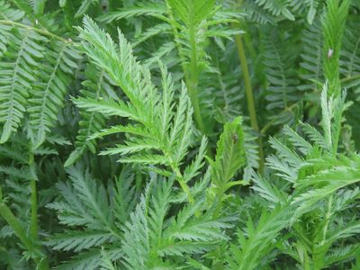 Tanacetum vulgare, photographed by Erin Springinotic