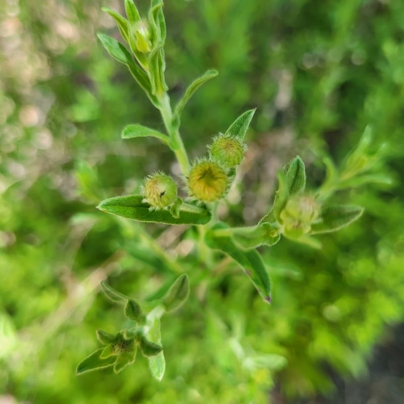 Pulicaria arabica, photographed by Dan Horowitz
