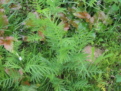 Tanacetum vulgare, photographed by Erin Springinotic
