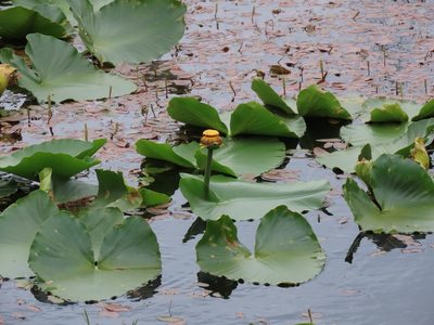 Nuphar polysepala, photographed by Erin Springinotic