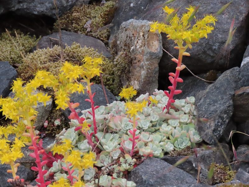 Sedum spathulifolium, photographed by Erin Springinotic