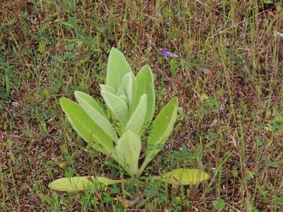 Verbascum thapsus, photographed by Erin Springinotic