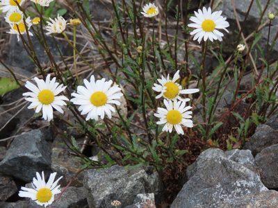 Leucanthemum vulgare, photographed by Erin Springinotic