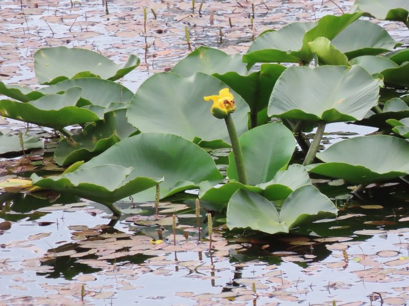 Nuphar polysepala, photographed by Erin Springinotic