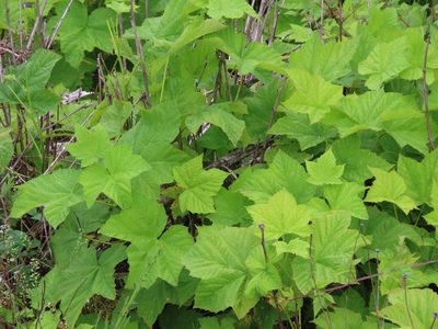 Rubus parviflorus, photographed by Erin Springinotic
