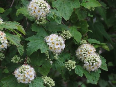 Physocarpus capitatus, photographed by Erin Springinotic