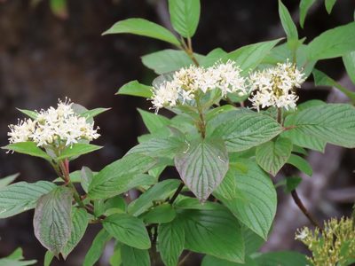 Cornus sericea