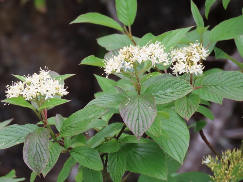 Cornus sericea, photographed by Erin Springinotic