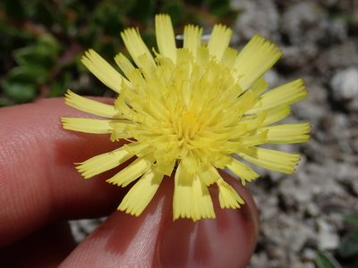 Pilosella officinarum, photographed by John Kenrick Gibson