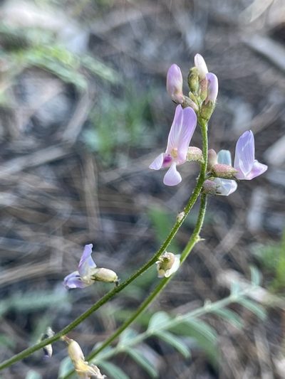 Astragalus flexuosus, photographed by Christine Laney