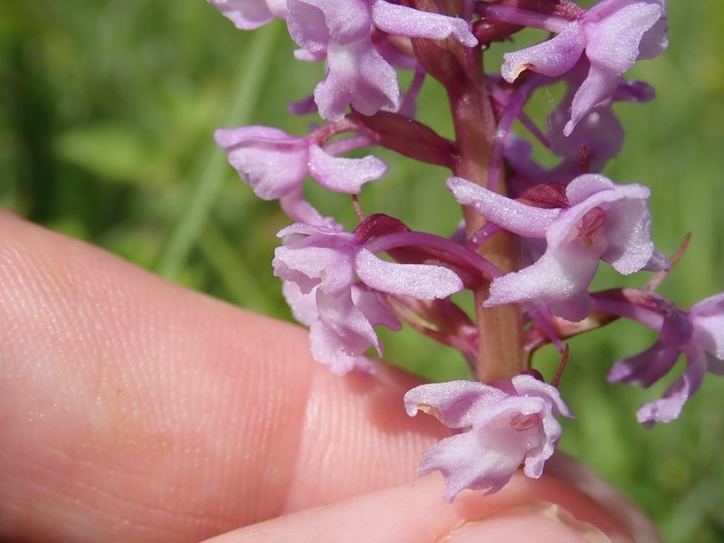 Gymnadenia conopsea, photographed by John Kenrick Gibson