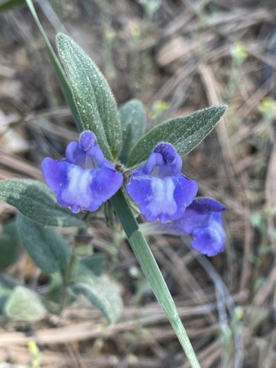 Scutellaria brittonii, photographed by Christine Laney