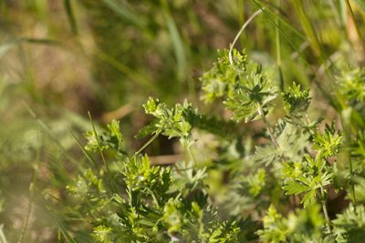 Potentilla argentea, photographed by Вячеслав Юсупов