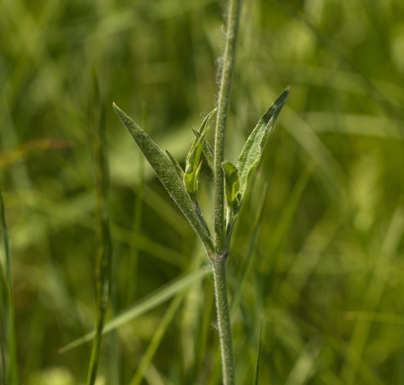 Silene nutans, photographed by Вячеслав Юсупов