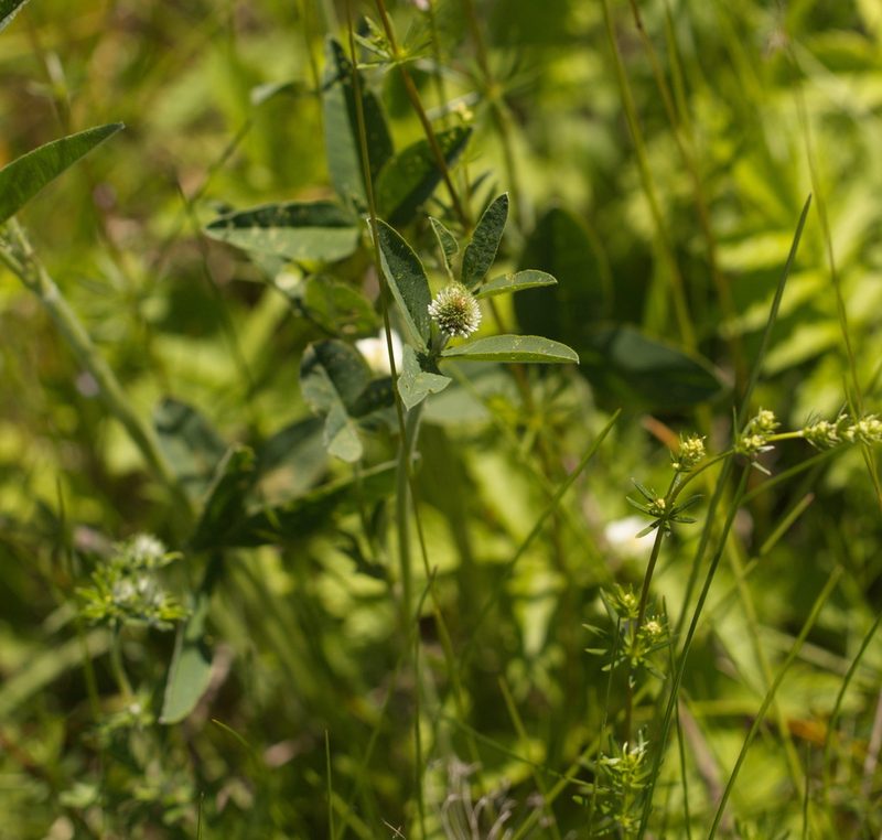 Trifolium montanum, photographed by Вячеслав Юсупов