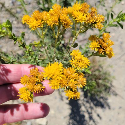 Isocoma menziesii, photographed by Dan Horowitz