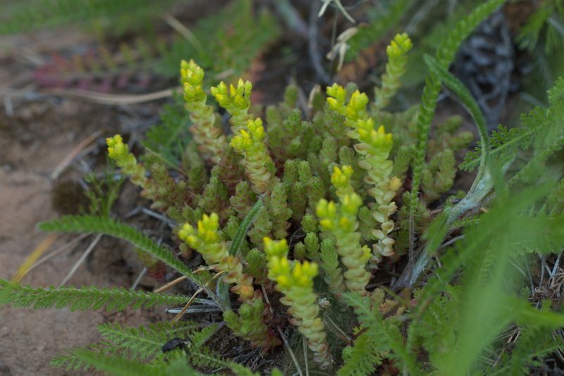 Sedum acre, photographed by Вячеслав Юсупов