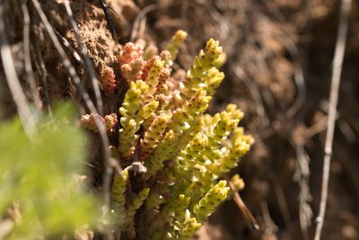 Sedum acre, photographed by Вячеслав Юсупов