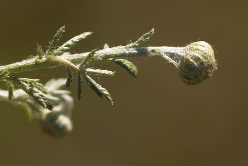 Cota tinctoria, photographed by Вячеслав Юсупов