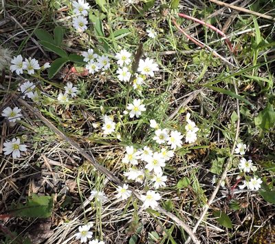 Cerastium arvense, photographed by mfeaver