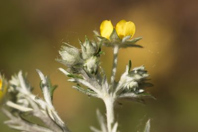Potentilla argentea, photographed by Вячеслав Юсупов