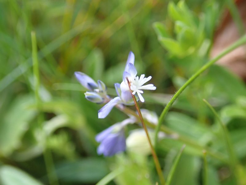Polygala vulgaris, photographed by John Kenrick Gibson
