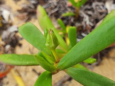 Sesuvium portulacastrum, photographed by hecklemore