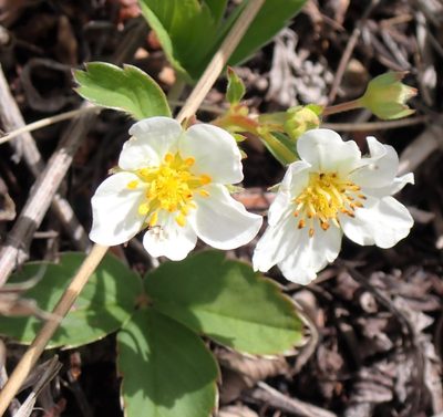 Fragaria virginiana, photographed by mfeaver