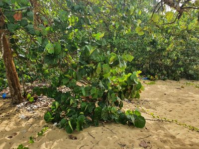Coccoloba uvifera