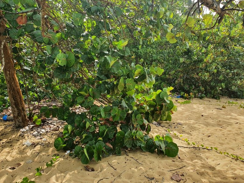 Coccoloba uvifera, photographed by hecklemore