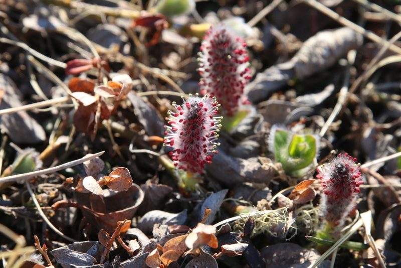 Salix arctica, photographed by Samuelle Simard-Provençal