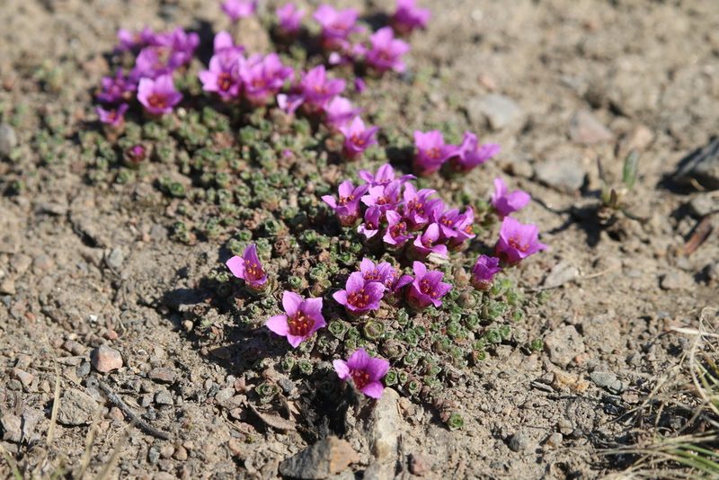Saxifraga oppositifolia, photographed by Samuelle Simard-Provençal