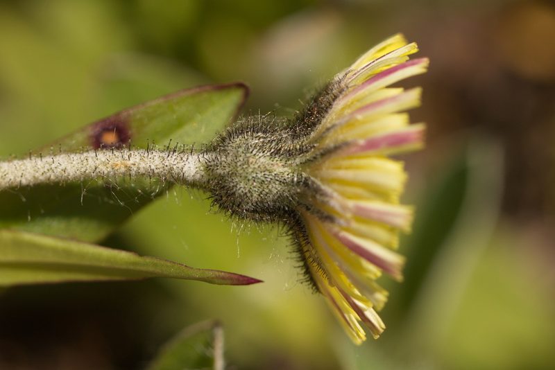 Pilosella officinarum, photographed by Вячеслав Юсупов