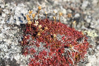 Diapensia lapponica, photographed by Samuelle Simard-Provençal