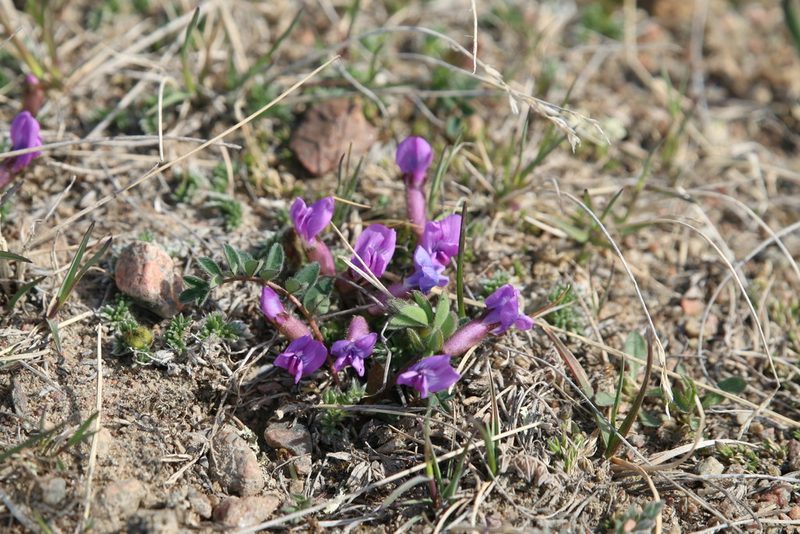 Oxytropis podocarpa, photographed by Samuelle Simard-Provençal